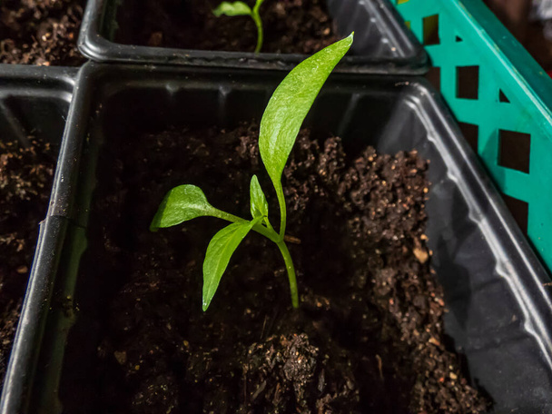 Plan macro d'une petite plante de poivre cultivée dans un pot sur un rebord de fenêtre. Jardinage intérieur et germination des semis. Aliments à base de graines - Photo, image