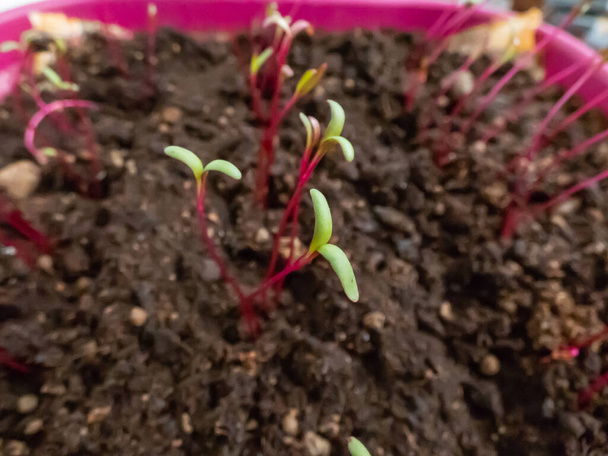 Makro shot małych sadzonek buraczanych (Beta vulgaris) rosnących w doniczce na parapecie. Ogrodnictwo wewnętrzne i sadzonki kiełkujące - Zdjęcie, obraz
