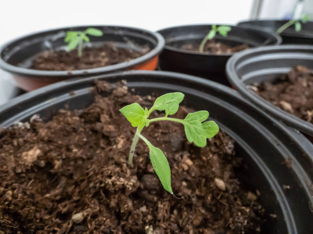 Macro shot de plántulas de plantas de tomate pequeñas que crecen en macetas en el alféizar de la ventana. Plántulas vegetales en macetas interiores. Concepto de jardinería interior - Foto, Imagen
