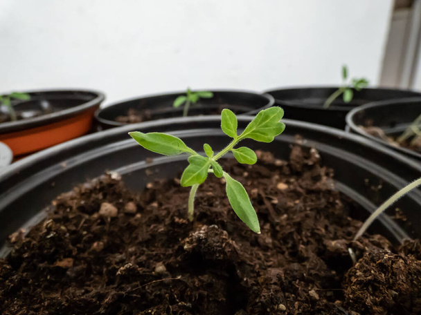 Plan macro de semis de petites plants de tomate poussant en pots sur le rebord de la fenêtre. Semis de légumes dans des pots d'intérieur. Concept de jardinage intérieur - Photo, image