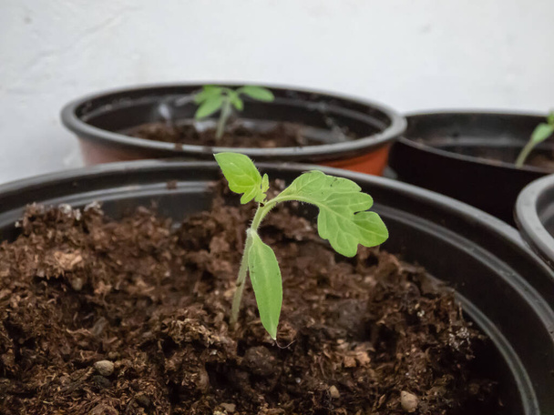 Pencere kenarındaki saksılarda yetişen küçük domates fidelerinin makro çekimi. Kapalı kaplarda sebze tohumu. Kapalı alanda bahçe işleri kavramı - Fotoğraf, Görsel