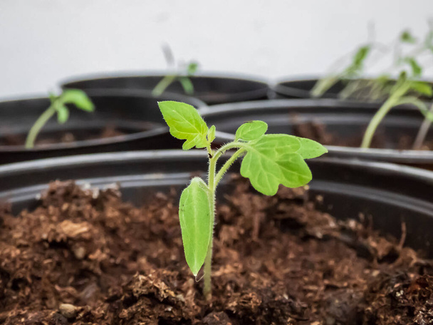 Макросъемка небольших саженцев томатных растений, растущих в горшках на подоконнике. Овощные саженцы в горшках внутри помещения. Концепция внутреннего садоводства - Фото, изображение