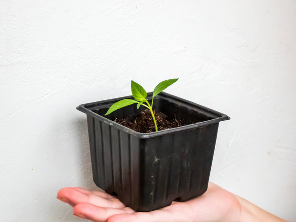 Makroaufnahme einer selbstgezüchteten kleinen Pfefferpflanze, die in einem Topf auf Frauenhand wächst. Indoor-Gärtnern und Keimen von Sämlingen. Lebensmittel, die aus Samen wachsen - Foto, Bild