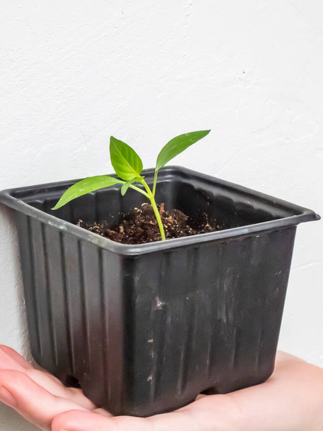 Makroaufnahme einer selbstgezüchteten kleinen Pfefferpflanze, die in einem Topf auf Frauenhand wächst. Indoor-Gärtnern und Keimen von Sämlingen. Lebensmittel, die aus Samen wachsen - Foto, Bild