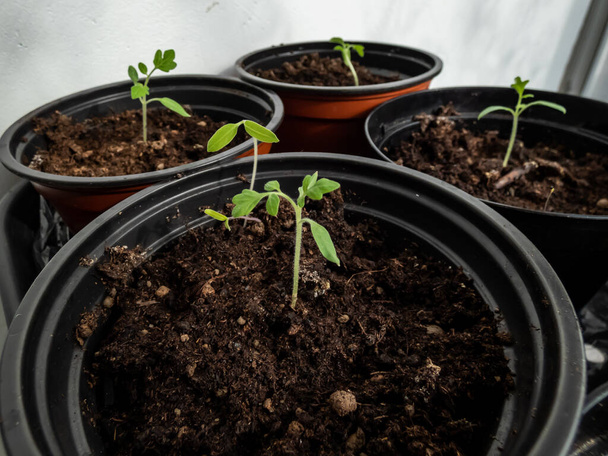 窓辺のポットで成長している小さなトマト植物の苗のマクロショット。鍋室内の野菜苗。屋内園芸の概念 - 写真・画像
