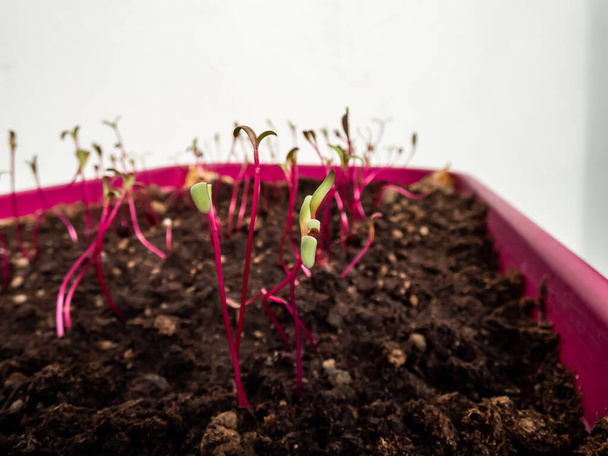 Makro shot małych sadzonek buraczanych (Beta vulgaris) rosnących w doniczce na parapecie. Ogrodnictwo wewnętrzne i sadzonki kiełkujące - Zdjęcie, obraz