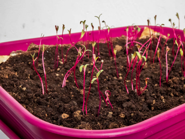 小さなビート(ベータハゲワシ)のマクロショットは、窓辺にポットで成長する苗を植えます。屋内園芸と発芽苗 - 写真・画像