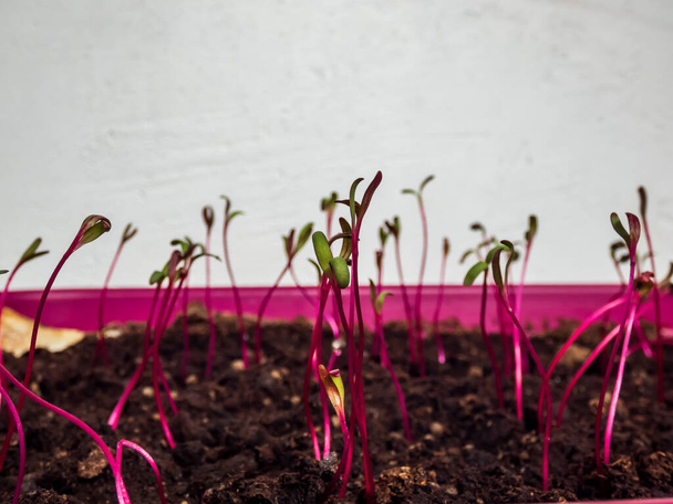 Macro shot de pequeñas plantas de remolacha (Beta vulgaris) que crecen en maceta en el alféizar de la ventana. Jardinería interior y plántulas germinantes - Foto, Imagen