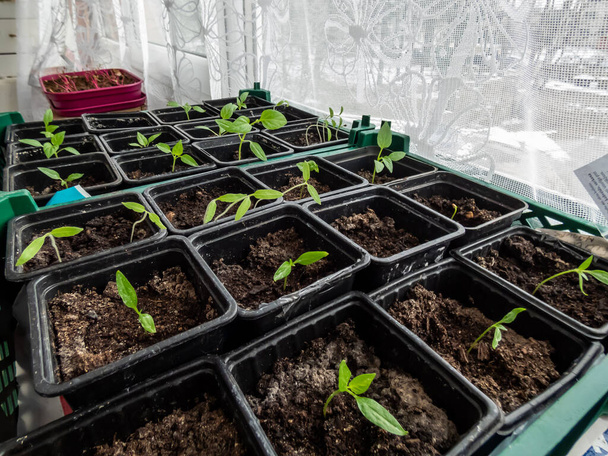 Μικρά φυτά πιπεριού που φυτρώνουν στο περβάζι του παραθύρου. Κηπουρική εσωτερικού χώρου και φυτώρια φυτών. Τρόφιμα που προέρχονται από σπόρους - Φωτογραφία, εικόνα