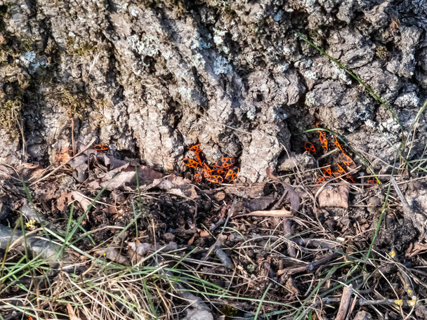 Primo piano di un singolo gruppo di insetti adulti rossi e neri (Pyrrrhocoris apterus) all'inizio della primavera sulla corteccia dell'albero - Foto, immagini
