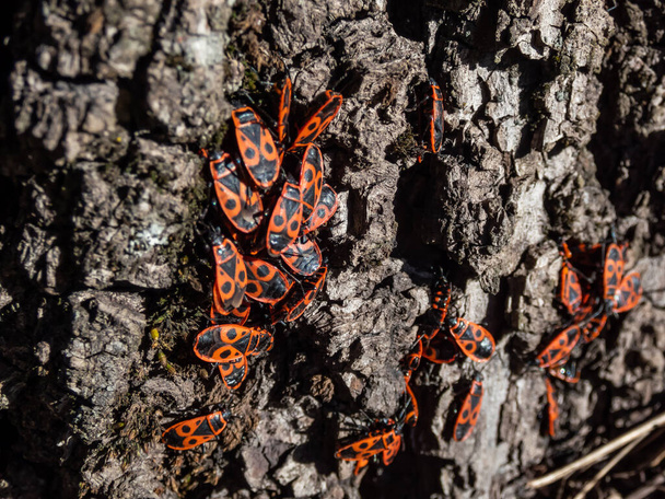 Nahaufnahme einer einzigen Gruppe ausgewachsener roter und schwarzer Feuerwanzen (Pyrrhocoris apterus) im zeitigen Frühjahr auf der Rinde des Baumes - Foto, Bild