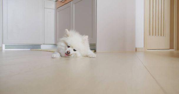 Померанський собака жуватиме для чистих зубів і здорових ясен. - Фото, зображення