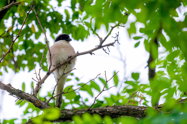 Shrike gris menor, Lanius minor, shrike gris. Joven pájaro en naturaleza salvaje. - Foto, Imagen