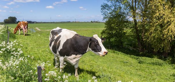 Panorama czarno-białej krowy Holstein na grobli koło Groningen, Holandia - Zdjęcie, obraz