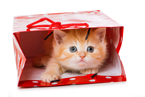 Cute kotek w papierowej torbie - Zdjęcie, obraz