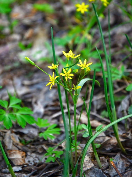 pierwszy wiosenny kwiat koloru żółtego, kwitniemy po południu w lesie. - Zdjęcie, obraz