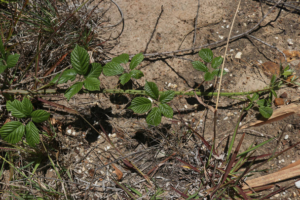 młody, zielony jeżyna owocowy biegacz na suchy grunt - Zdjęcie, obraz