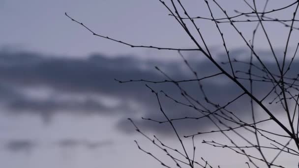 A csupasz faágak időeltolódása a szürke felhők ellen - Felvétel, videó
