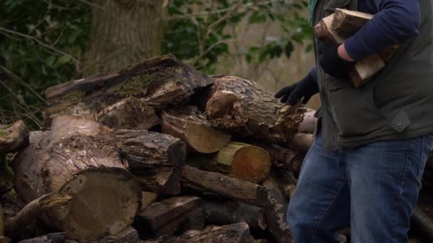 Mujer recogiendo troncos de una pila de troncos  - Metraje, vídeo