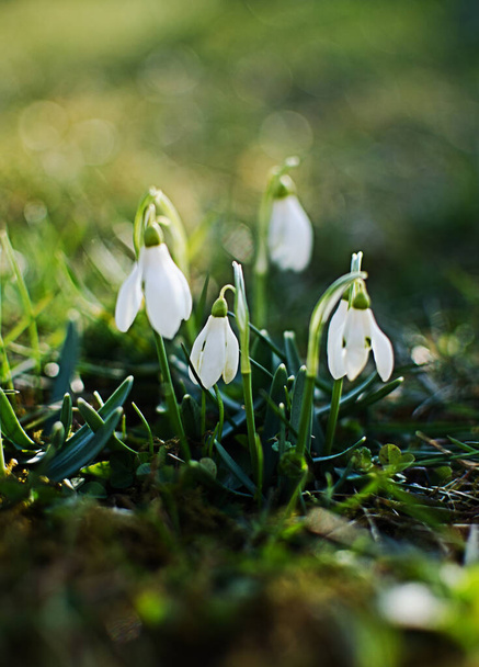 Τα πρώτα ανοιξιάτικα λουλούδια από τις χιονοπτώσεις ανθίζουν σε εξωτερικούς χώρους την άνοιξη για τις 8 Μαρτίου - Φωτογραφία, εικόνα