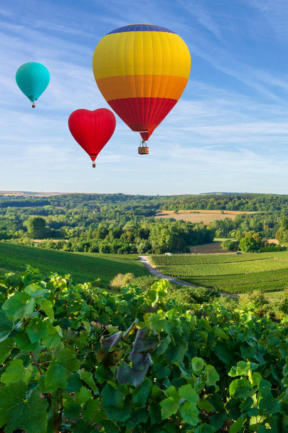 Renkli sıcak hava balonları şampanya bağları üzerinde uçuyor gün batımında Montagne de Reims, Fransa - Fotoğraf, Görsel