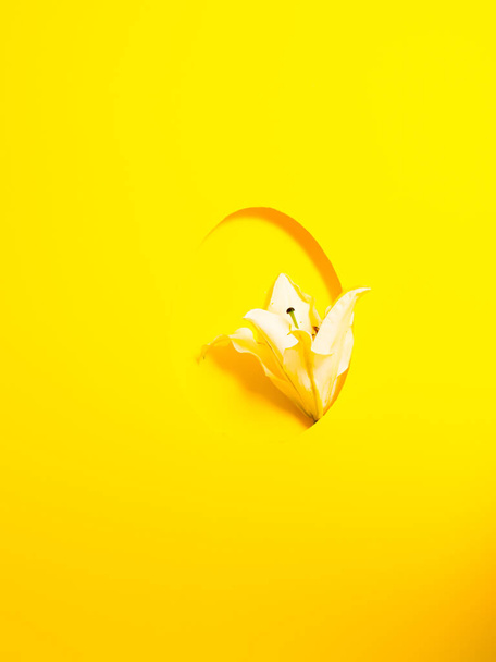 luova valkoinen tuore kukka pääsiäismunan kehyksessä keltaisella abstraktilla taustalla. minimaalinen tasainen lay. abstrakti taide - Valokuva, kuva