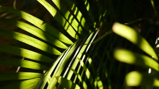 Esotici foresta pluviale giungla atmosfera tropicale. Foglie di foglia fresca e succosa di palma nella foresta amazzonica o in giardino. Fogliame lussureggiante verde scuro a contrasto. Ecosistema sempreverde. Paradiso sfondo estetico - Filmati, video