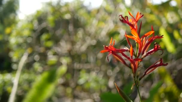 Red canna indica virág, sötétzöld levelek, Kalifornia, USA. Elegáns nyílgyökér virág virág. Egzotikus trópusi dzsungel esőerdő botanikai atmoszféra. Természetes élénk növényzet, paradicsom spa esztétika - Felvétel, videó