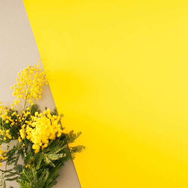 yellow mimosa on gray background, next to the illuminating background. Minimal decorative flat lay. - Photo, Image