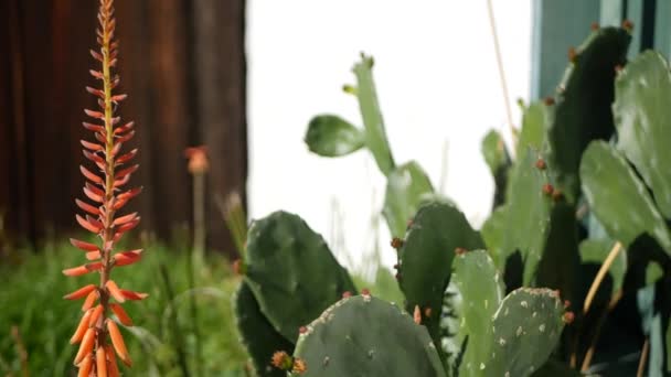 Sukkulente Kaktuspflanze, Kalifornien USA. Wüstenflora, trockenes Klima natürliche Blume, botanische Nahaufnahme Hintergrund. Grüne Zierpflanze ungewöhnliche Zimmerpflanze. Gärtnern in Amerika, wächst mit Aloe und Agave - Filmmaterial, Video