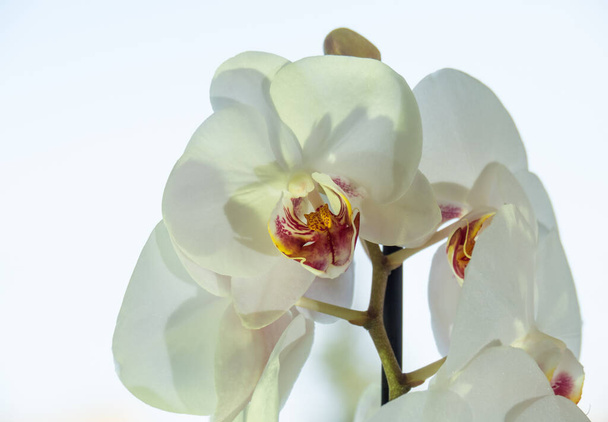 białe tło i kwiat pięknej żółto-zielonej orchidei - Zdjęcie, obraz