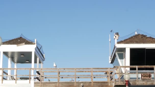 Ptak mewy przy wieży ratowniczej na molo, Kalifornia, USA. Strażnik ratowniczy chata i błękitne niebo. - Materiał filmowy, wideo
