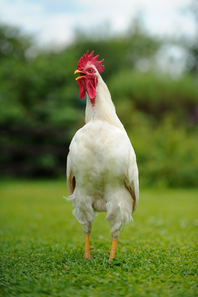 White Crowing Rooster (Cockerel) - Fotografie, Obrázek