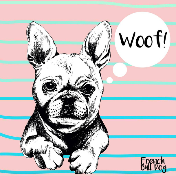 Vector close up portrait of french bulldog. Hand drawn domestic pet dog illustration. Isolated on rose background with cerulean stripes. - Vector, Image