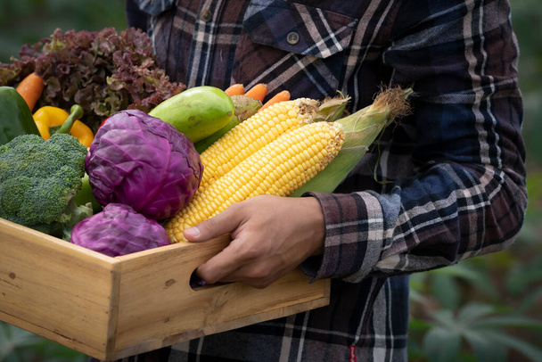 Sepetinde taze sebze toplayan genç Asyalı çiftçi. Tarlada sebzeli ahşap kutu. Yerel üreticilerden taze organik sebzeler taşınmaya hazır.. - Fotoğraf, Görsel
