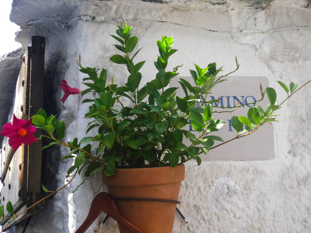 白い家の壁の前の植木鉢のピンクの花 - 写真・画像