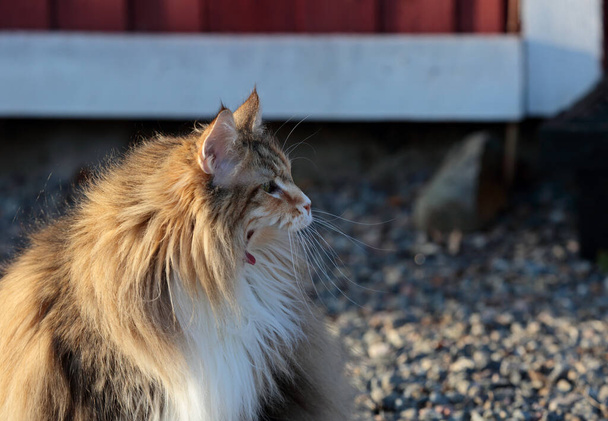 A portrait of a norwegian forest cat yawning and sitting outdoors on a sunny day - Photo, Image
