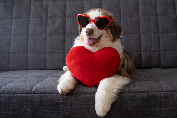 Small Australian shepherd puppy dog lying on couch with big heart glasses. Valentine - Photo, Image