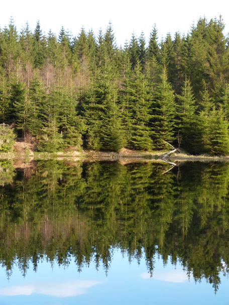 tranquil lake in forest with fir trees and reflections in water - Photo, Image