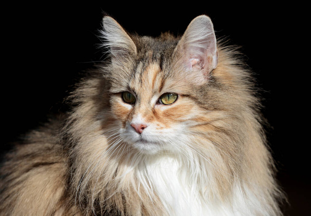 A portrait of a norwegian forest cat on a sunny day - Photo, Image