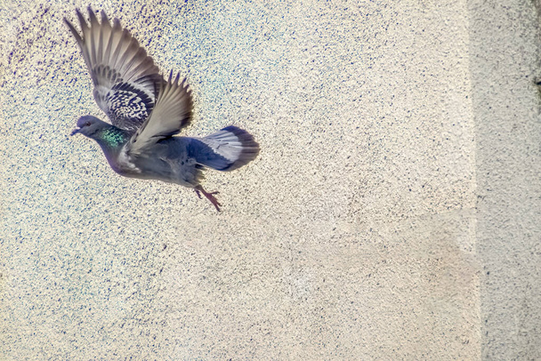 Beweging Scene of Rock Pigeon Vliegen in de lucht geïsoleerd op witte achtergrond met clipping pad - Foto, afbeelding
