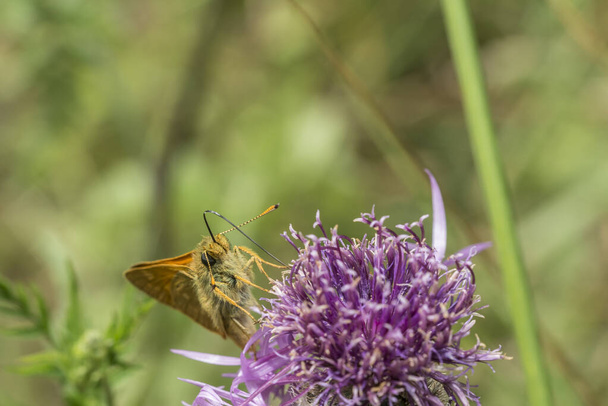 Cabeza a la vista del pequeño patrón (Thymelicus sylvestris) mariposa sentada en una cabeza de flor escabiosa - Foto, imagen