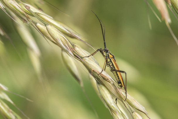 Seitenansicht einer Wiesenpflanze Käfer Leptopterna dolabrata sitzt auf getrockneten Grassamen. - Foto, Bild