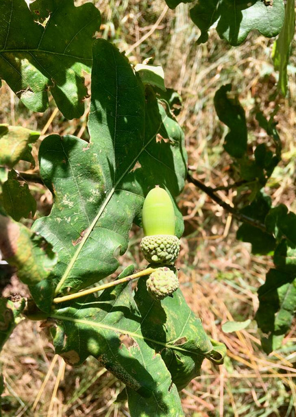 Zöld makk tölgyfa gyümölcsök egy faágon nyáron közelkép  - Fotó, kép