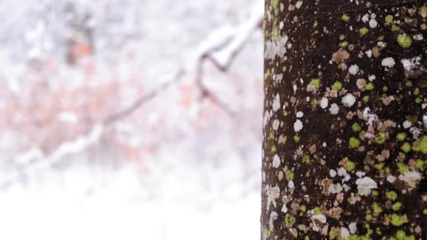 Bola de neve bateu no tronco da árvore na floresta durante o inverno - Filmagem, Vídeo