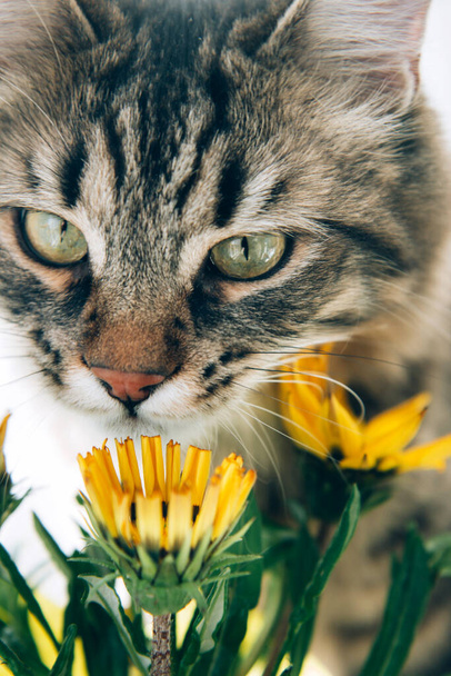 Симпатичный серый табби кот нюхает ярко-желтые цветы - Фото, изображение