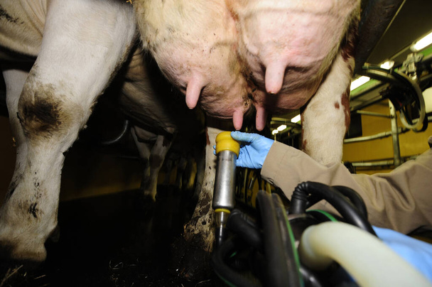 una sala de ordeño para una vaca en una granja lechera - Foto, Imagen