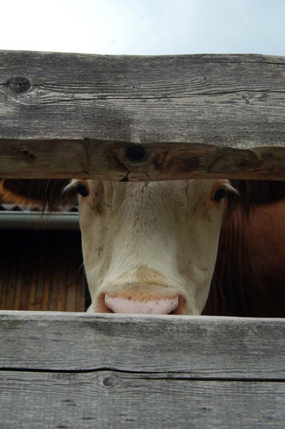αγελάδα σε ανοιχτό αχυρώνα, έξοδος για άσκηση για τα βοοειδή σε αγρόκτημα - Φωτογραφία, εικόνα