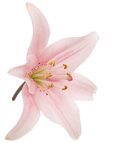 Рожева квітка лілії, ізольована на білому тлі
 - Фото, зображення