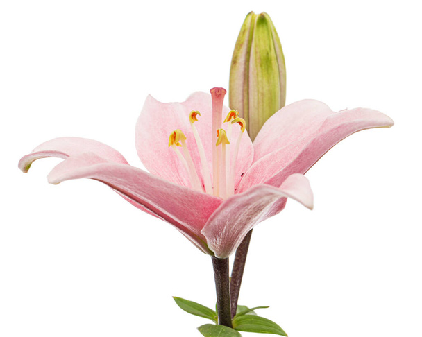 Roze lelie bloem, geïsoleerd op witte achtergrond - Foto, afbeelding